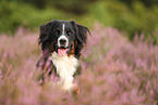 Bernese Mountain Dog