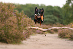 Bernese Mountain Dog