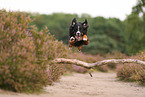 Bernese Mountain Dog