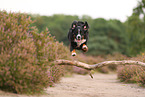 Bernese Mountain Dog