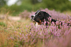 Bernese Mountain Dog