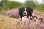 Bernese Mountain Dog