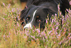 Bernese Mountain Dog