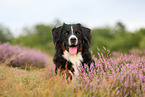 Bernese Mountain Dog