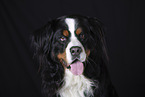 Bernese Mountain Dog