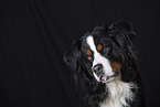 Bernese Mountain Dog