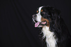 Bernese Mountain Dog