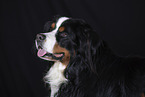 Bernese Mountain Dog
