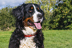 Bernese Mountain Dog