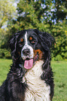 Bernese Mountain Dog