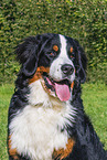 Bernese Mountain Dog