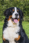 Bernese Mountain Dog