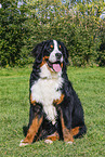 Bernese Mountain Dog