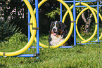 Bernese Mountain Dog