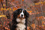 Bernese Mountain Dog