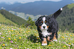Bernese Mountain Dog Puppy