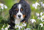 Bernese Mountain Dog Puppy