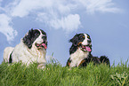 Bernese Mountain Dog