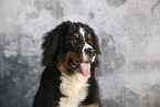 Bernese Mountain Dog