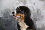 Bernese Mountain Dog