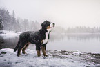 Bernese Mountain Dog Puppy