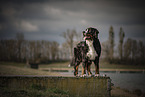 Bernese Mountain Dog