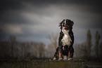 Bernese Mountain Dog