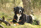 Bernese Mountain Dog