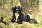 Bernese Mountain Dog