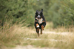 Bernese Mountain Dog