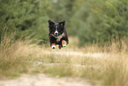 Bernese Mountain Dog
