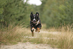 Bernese Mountain Dog