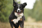 Bernese Mountain Dog