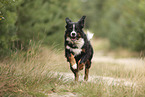 Bernese Mountain Dog