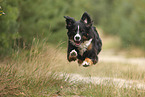 Bernese Mountain Dog