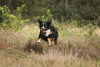 Bernese Mountain Dog