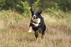 Bernese Mountain Dog