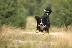 Bernese Mountain Dog