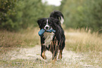 Bernese Mountain Dog