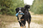 Bernese Mountain Dog
