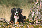 Bernese Mountain Dog