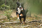 Bernese Mountain Dog