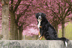 Bernese Mountain Dog