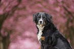 Bernese Mountain Dog