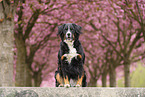 Bernese Mountain Dog