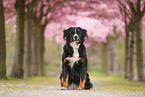 Bernese Mountain Dog
