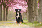 Bernese Mountain Dog