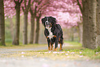 Bernese Mountain Dog