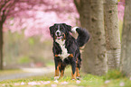 Bernese Mountain Dog