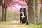 Bernese Mountain Dog